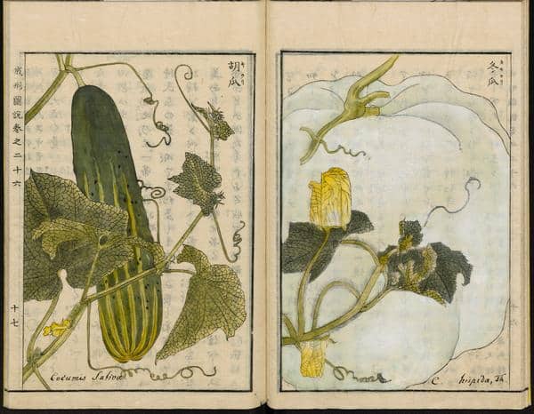 Le concombre est un produit oriental. PLanche botanique japonaise 1804. 